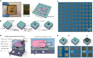 新型CMOS芯片实现数千神经元突触连接高精度映射(图2)