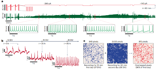 新型CMOS芯片实现数千神经元突触连接高精度映射(图4)