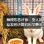 神经形态计算：受人脑启发的计算机科学新前沿（图3）