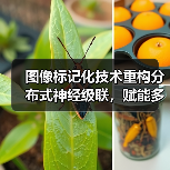 图像标记化技术重构分布式神经级联,赋能多模态AI设备(图3) 图像标记化技术重构分布式神经级联,赋能多模态AI设备(图3)