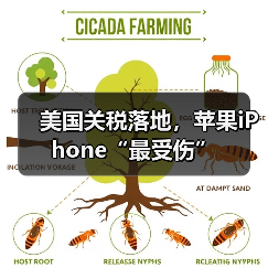 美国关税落地,苹果iPhone“最受伤”(图1) 美国关税落地,苹果iPhone“最受伤”(图1)