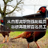 从自愿离职到强制裁员，谷歌再裁数百名员工（图4）