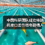 中国科研团队成功将脑机接口柔性微电极植入机器人CyberSense（图1）