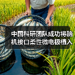 中国科研团队成功将脑机接口柔性微电极植入机器人CyberSense（图4）