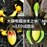 大屏电视技术之争:MiniLED成赢家(图1) 大屏电视技术之争:MiniLED成赢家(图1)