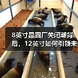 8英寸晶圆厂关闭潮背后,12英寸如何引领未来?(图4) 8英寸晶圆厂关闭潮背后,12英寸如何引领未来?(图4)