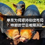 苹果为何坚持印度布局?特朗普警告难阻其扩张(图3) 苹果为何坚持印度布局?特朗普警告难阻其扩张(图3)