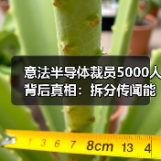 意法半导体裁员5000人背后真相:拆分传闻能否成真?(图3) 意法半导体裁员5000人背后真相:拆分传闻能否成真?(图3)