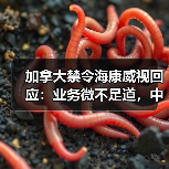 加拿大禁令海康威视回应:业务微不足道,中加技术安全争议升级(图4) 加拿大禁令海康威视回应:业务微不足道,中加技术安全争议升级(图4)
